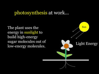 photosynthesis at work…

The plant uses the              Sun

energy in sunlight to
build high-energy
sugar molecules out of
                             Light Energy
low-energy molecules.
 