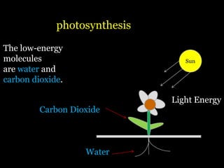 photosynthesis
The low-energy
molecules                        Sun
are water and
carbon dioxide.

                              Light Energy
         Carbon Dioxide



                   Water
 