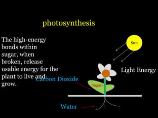 photosynthesis

The high-energy                            Sun
bonds within
sugar, when
broken, release
usable energy for the                   Light Energy
plant to live and
              Carbon Dioxide
grow.                          Sugars




                     Water
 