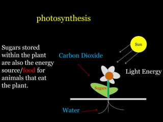 photosynthesis


                                           Sun
Sugars stored
within the plant    Carbon Dioxide
are also the energy
source/food for                         Light Energy
animals that eat
the plant.                     Sugars




                     Water
 