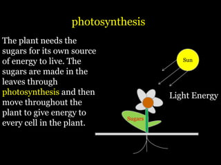 photosynthesis
The plant needs the
sugars for its own source
of energy to live. The                  Sun

sugars are made in the
leaves through
photosynthesis and then              Light Energy
move throughout the
plant to give energy to
                            Sugars
every cell in the plant.
 
