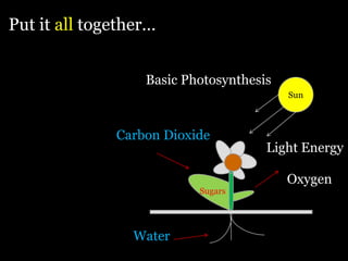 Put it all together…


                  Basic Photosynthesis
                                         Sun



              Carbon Dioxide
                                     Light Energy

                                         Oxygen
                          Sugars




                Water
 