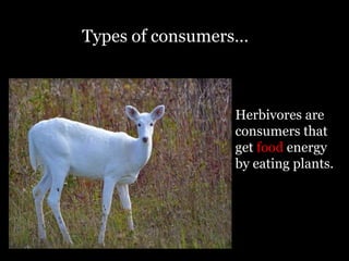Types of consumers…



                 Herbivores are
                 consumers that
                 get food energy
                 by eating plants.
 
