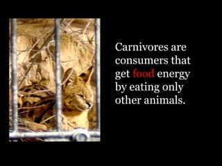 Carnivores are
consumers that
get food energy
by eating only
other animals.
 