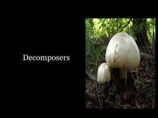Decomposers
 