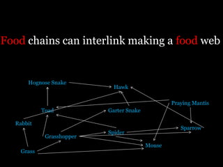 Food chains can interlink making a food web


      Hognose Snake
                             Hawk

                                                  Praying Mantis
            Toad           Garter Snake

  Rabbit
                                                     Sparrow
                           Spider
             Grasshopper
                                          Mouse
    Grass
 