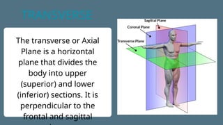Standard Anatomical Terms and Planes.pptx
