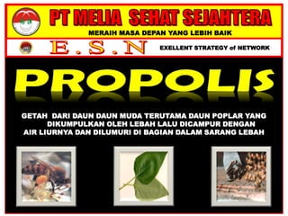 MERAIH MASA DEPAN YANG LEBIH BAIK
EXELLENT STRATEGY of NETWORK
GETAH DARI DAUN DAUN MUDA TERUTAMA DAUN POPLAR YANG
DIKUMPULKAN OLEH LEBAH LALU DICAMPUR DENGAN
AIR LIURNYA DAN DILUMURI DI BAGIAN DALAM SARANG LEBAH
 