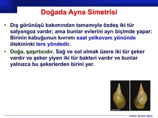 Doğada Ayna Simetrisi
• Dış görünüşü bakımından tamamıyla özdeş iki tür
  salyangoz vardır; ama bunlar evlerini ayrı biçimde yapar:
  Birinin kabuğunun kıvrımı saat yelkovanı yönünde
  ötekininki ters yöndedir.
• Doğa, şaşırtıcıdır. Sağ ve sol olmak üzere iki tür şeker
  vardır ve şeker yiyen iki tür bakteri vardır ve bunlar
  yalnızca bu şekerlerden birini yer.




                                                 Prof.Dr. İbrahim USLU
 