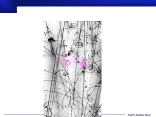 Prof.Dr. İbrahim USLU
 