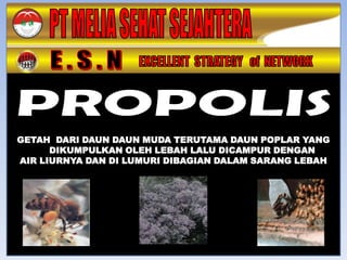 GETAH DARI DAUN DAUN MUDA TERUTAMA DAUN POPLAR YANG
      DIKUMPULKAN OLEH LEBAH LALU DICAMPUR DENGAN
AIR LIURNYA DAN DI LUMURI DIBAGIAN DALAM SARANG LEBAH
 