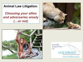 Animal Law Litigation:

 Choosing your allies
and adversaries wisely
      (…or not)
 