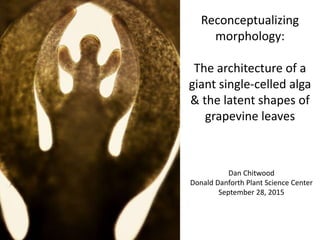 Reconceptualizing
morphology:
The architecture of a
giant single-celled alga
& the latent shapes of
grapevine leaves
Dan Chitwood
Donald Danforth Plant Science Center
September 28, 2015
 