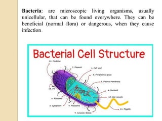 Bacteria: are microscopic living organisms, usually
unicellular, that can be found everywhere. They can be
beneficial (normal flora) or dangerous, when they cause
infection .
 