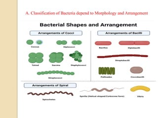 A. Classification of Bacteria depend to Morphology and Arrangement
 