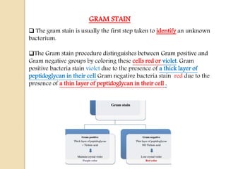  The gram stain is usually the first step taken to identify an unknown
bacterium.
The Gram stain procedure distinguishes between Gram positive and
Gram negative groups by coloring these cells red or violet. Gram
positive bacteria stain violet due to the presence of a thick layer of
peptidoglycan in their cell Gram negative bacteria stain red due to the
presence of a thin layer of peptidoglycan in their cell .
GRAM STAIN
 