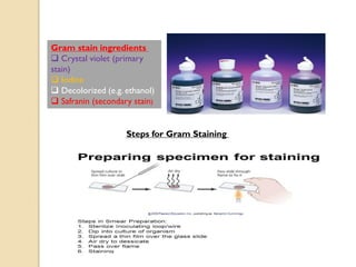 Gram stain ingredients
 Crystal violet (primary
stain)
 Iodine
 Decolorized (e.g. ethanol)
 Safranin (secondary stain)
Steps for Gram Staining
 