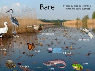 Bare  Bare su pliće od jezera i u
njima ima dosta svetlosti.
čaplja
roda
som
žaba
leptir
kornjača
trska
Divlja patka
Vilin konjic
lokvanj
 