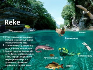 Reke
 Реке су животне заједнице
биљака и животиња чије је
станиште текућа вода.
 Услови живота у реци нису
исти у целом њеном току.
 Горњи ток реке препознаје
се по брзој, бистрој, хладној
води, у средњем је нешто
мирнија и топлија, а у
доњем току је мирна,
провидна и топлија вода.
корморан жаба
Дивља патка
шаран
Речна шкољка
сом
родa
Вилин коњиц
чапљa
 