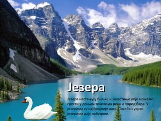 ЈезераЈезера
Језера настањују биљке и животиње које можемо
срести у доњим токовима река и поред бара. У
језерима су најбројније алге. Посебан украс
језерима дају лабудови.
 