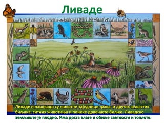 Ливаде
ЛивадеЛиваде и пашњации пашњаци сусу животнеживотне заједницезаједнице траватрава ии другихдругих зељастихзељастих
биљакабиљака,, ситнихситних животињаживотиња ии понекепонеке дрвенастедрвенасте биљкебиљке.. ЛивадскоЛивадско
земљиштеземљиште јеје плодноплодно.. ИмаИма достадоста влаге и обиљевлаге и обиље светлостисветлости и топлотеи топлоте..
 