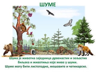 ШУМЕ
Шума је животна заједница дрвенастих и зељастих
биљака и животиња које живе у шуми.
Шуме могу бити листопадне, мешовите и четинарске.
 