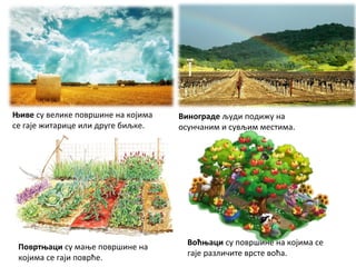 Њиве су велике површине на којима
се гаје житарице или друге биљке.
Повртњаци су мање површине на
којима се гаји поврће.
Винограде људи подижу на
осунчаним и сувљим местима.
Воћњаци су површине на којима се
гаје различите врсте воћа.
 