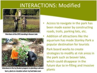 INTERACTIONS: ModifiedAccess to navigate in the park has been made easier by constructingroads, trails, parking lots, etc.Addition of attractions like the aquarium has made Stanley Park a popular destination for touristsPark boardworks to createstrategies to modifyatrisk areas in the parksuch as beaverlake, whichcoulddisappear in the future due to in-filling and invasive plantsMembers of the SPES standing in Beaver LakeVolunteers in the IvyBusters program re-planting a salmon-berry  plant on a location whereivyhadtaken over