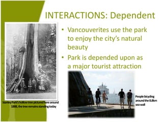 INTERACTIONS: DependentVancouverites use the park to enjoy the city’snatural beautyPark isdependedupon as a major tourist attraction           People bicyclingaround the 8.8km seawallStanley Park’shollowtreepicturedherearound 1888, the treeremains standing today