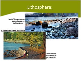 Lithosphere:Rocks of all shapes and sizesscatteredaround the Park’sperimeterBIOSPHERE-LITHOSPHERE INTERACTION            The  man-made seawallhelps to preventerosion
