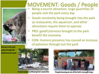 MOVEMENT: Goods / PeopleBeing a tourist attraction, large quantities of people visit the parkeverydayGoodsconstantlybeingbroughtinto the park as restaurants, the aquarium, and other attractions requirethem to operatePRO: good’s/services brought to the parkbenefit the economyCON: Humanspresence has caused an increase of pollution through-out the parkRaccoon in the parkgoingthroughleft-behindhumanwasteHumanwasteoverflowingfromwastebinsPeople browsingat one of the Park’smany gift shops
