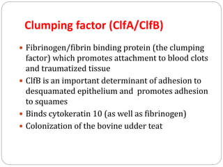 Clumping factor (ClfA/ClfB)
 Fibrinogen/fibrin binding protein (the clumping
factor) which promotes attachment to blood clots
and traumatized tissue
 ClfB is an important determinant of adhesion to
desquamated epithelium and promotes adhesion
to squames
 Binds cytokeratin 10 (as well as fibrinogen)
 Colonization of the bovine udder teat
 