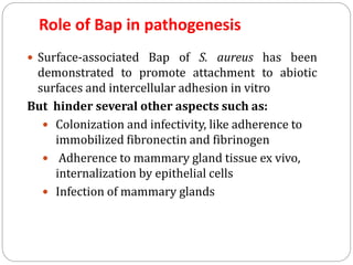 Role of Bap in pathogenesis
 Surface-associated Bap of S. aureus has been
demonstrated to promote attachment to abiotic
surfaces and intercellular adhesion in vitro
But hinder several other aspects such as:
 Colonization and infectivity, like adherence to
immobilized fibronectin and fibrinogen
 Adherence to mammary gland tissue ex vivo,
internalization by epithelial cells
 Infection of mammary glands
 
