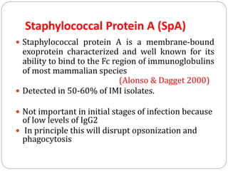 Staphylococcal Protein A (SpA)
 Staphylococcal protein A is a membrane-bound
exoprotein characterized and well known for its
ability to bind to the Fc region of immunoglobulins
of most mammalian species
(Alonso & Dagget 2000)
 Detected in 50-60% of IMI isolates.
 Not important in initial stages of infection because
of low levels of IgG2
 In principle this will disrupt opsonization and
phagocytosis
 