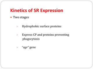 Kinetics of SR Expression
 Two stages
 Hydrophobic surface proteins
 Express CP and proteins preventing
phagocytosis
 “agr” gene
 