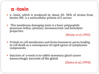 α -toxin
 α -toxin, which is produced by about 20- 50% of strains from
bovine IMI is a extracellular protein of S. aureus
 This membrane damaging toxin is a basic polypeptide
possesses lethal, cytotoxic, dermonecrotic and hemolytic
properties
(Kenny et al,.1992)
 It binds to cell membranes and forms hexameric pores leading
to cell death as a consequence of rapid egress of cytoplasmic
components.
 Injection of α-toxin in to rabbit mammary gland causes
haemorrhagic necrosis of the gland
(Sutra et al.,1994)
 