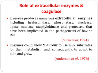 Role of extracellular enzymes &
coagulase
 S. aureus produces numerous extracellular enzymes
including hyaluronidase, phosphatase, nuclease,
lipase, catalase, staphylokinase and proteases, that
have been implicated in the pathogenesis of bovine
IMI.
(Sutra et al.,1994)
 Enzymes could allow S. aureus to use milk substrates
for their metabolism and, consequently, to adapt to
milk and grow.
(Anderson et al., 1976)
 