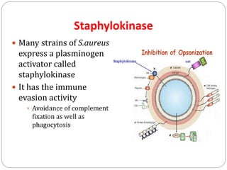Staphylokinase
 Many strains of S.aureus
express a plasminogen
activator called
staphylokinase
 It has the immune
evasion activity
 Avoidance of complement
fixation as well as
phagocytosis
 