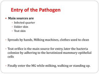 Entry of the Pathogen
 Main sources are
 Infected quarter
 Udder skin
 Teat skin
 Spreads by hands, Milking machines, clothes used to clean
 Teat orifice is the main source for entry, later the bacteria
colonize by adhering to the keratinized mammary epithelial
cells
 Finally enter the MG while milking, walking or standing up.
 