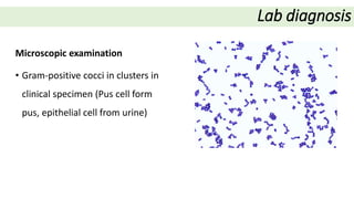 Staph epidermidis and saprophyticus | PPTX
