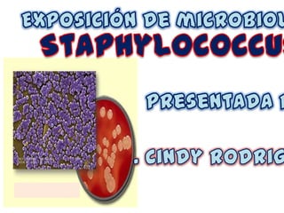 Exposición de microbiología Staphylococcus Presentada por: . Cindy rodriguez 