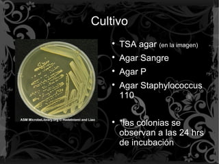 Cultivo

TSA agar (en la imagen)

Agar Sangre

Agar P

Agar Staphylococcus
110

*las colonias se
observan a las 24 hrs
de incubación
 