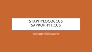 STAPHYLOCOCCUS
SAPROPHYTICUS
POR GILBERTO FLORES LOPEZ
 