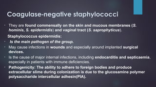 STAPHYLOCOCCAL AND STREPTOCOCCAL INFECTIONS 2.ppt