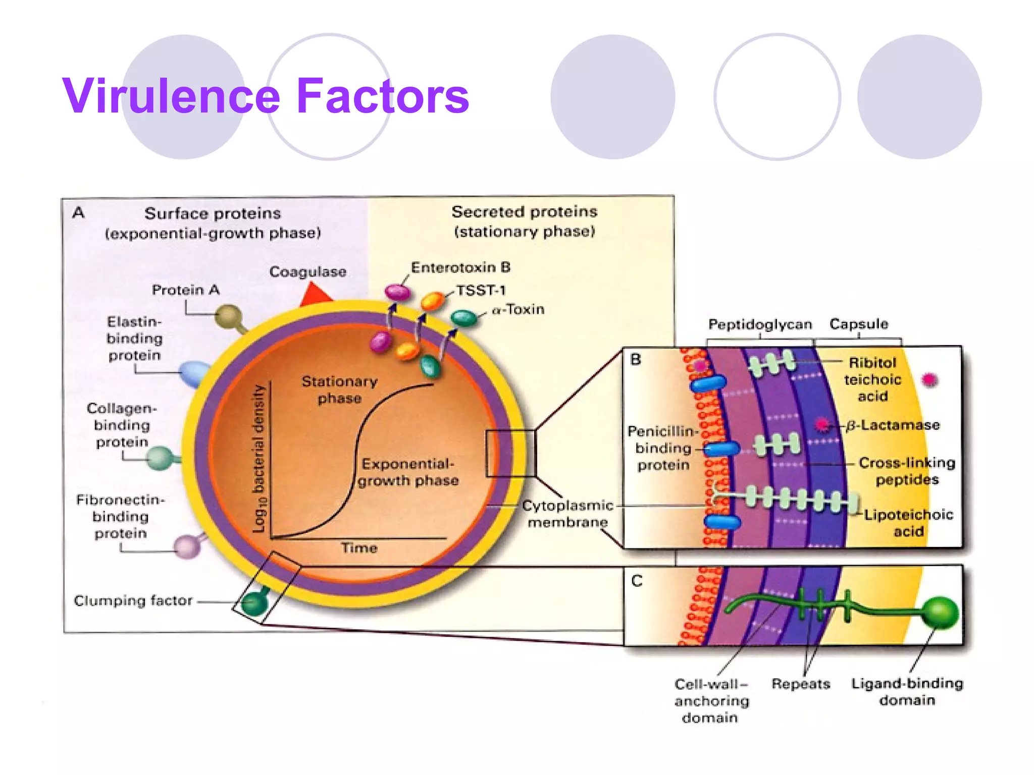 Virulence Factors 