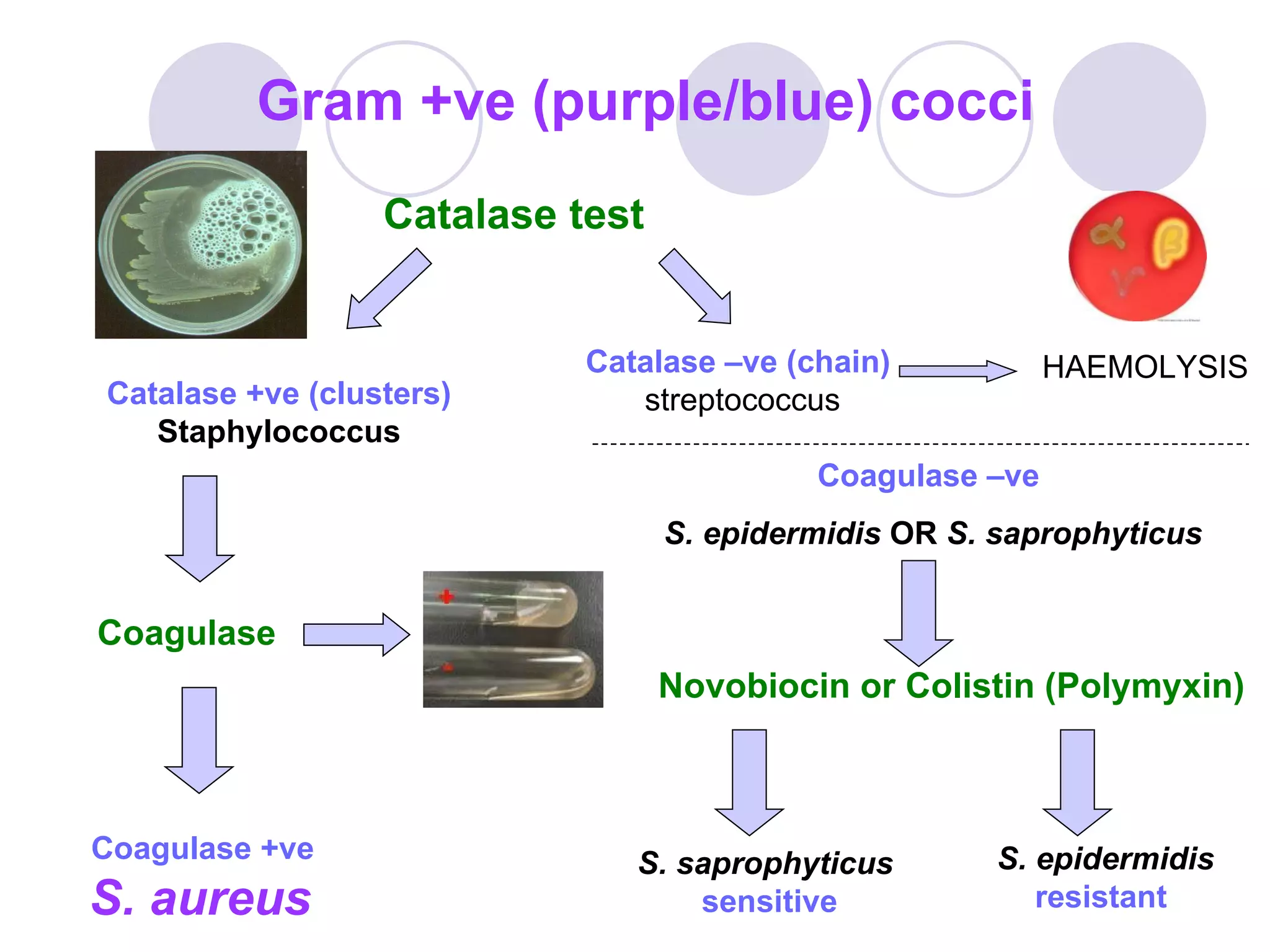 Gram +ve (purple/blue) cocci Catalase +ve (clusters)  Staphylococcus Catalase –ve (chain)   streptococcus Coagulase Coagulase +ve  S. aureus  Coagulase –ve   S. epidermidis  OR  S. saprophyticus S. saprophyticus   sensitive S. epidermidis resistant  Novobiocin or Colistin (Polymyxin) Catalase test HAEMOLYSIS 