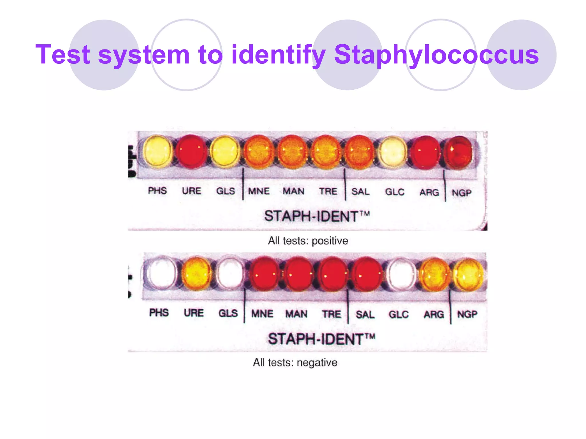 Test system to identify Staphylococcus 