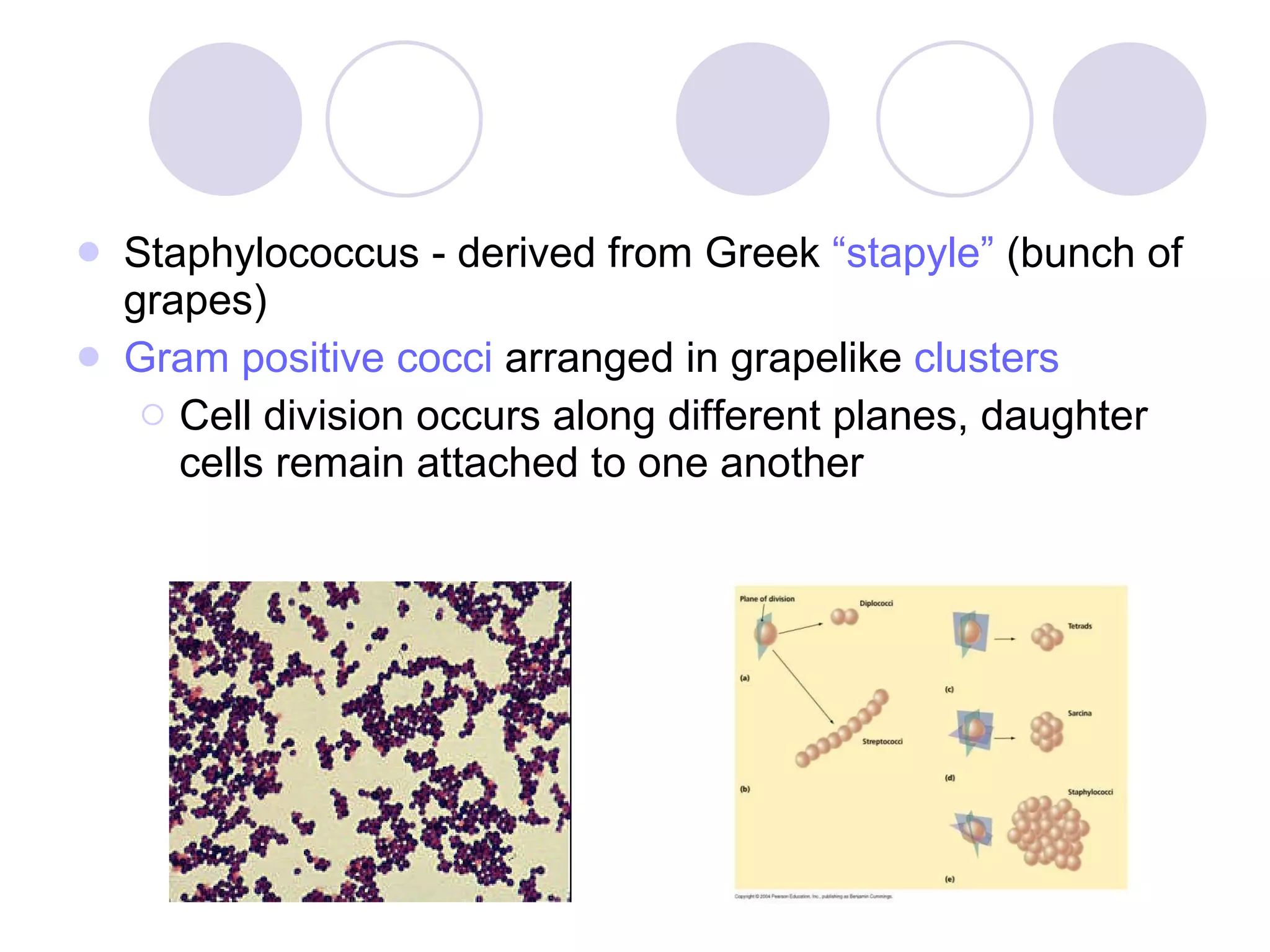 Staphylococcus - derived from Greek  “stapyle”  (bunch of grapes) Gram positive cocci  arranged in   grapelike  clusters Cell division occurs along different planes, daughter cells remain attached to one another 