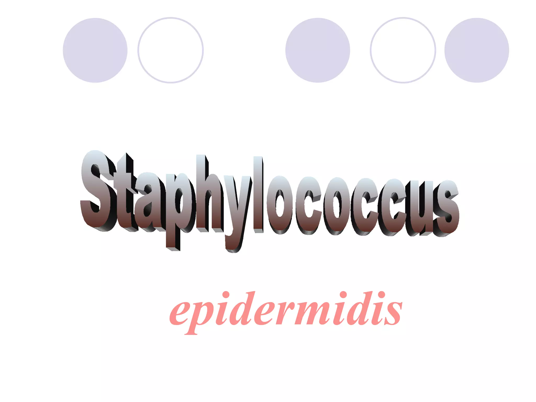 Staphylococcus epidermidis 