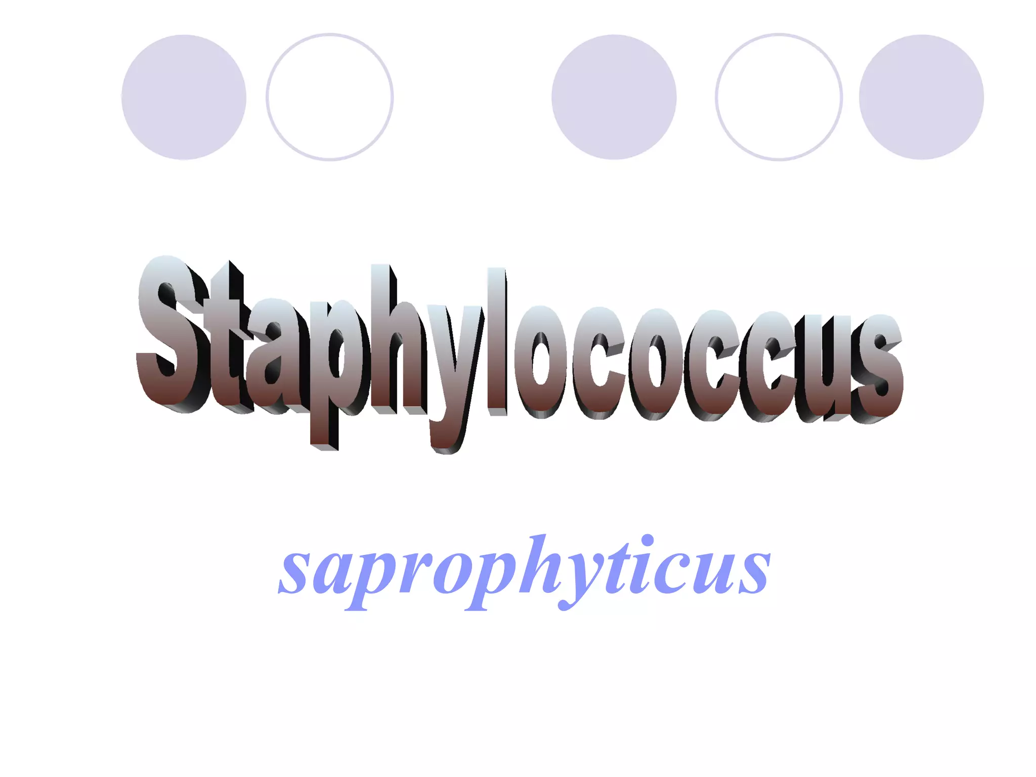 Staphylococcus saprophyticus 